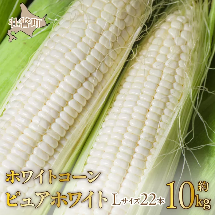 ＜2025年8月中旬よりお届け＞【朝採り】北海道壮瞥町　ホワイトコーン「ピュアホワイト」Lサイズ以上22本（約10kg） SBTQ002
