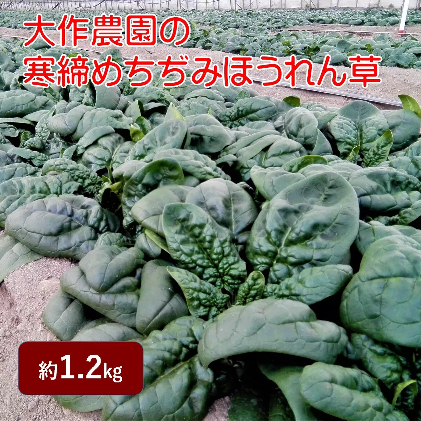 ＜2025年12月上旬よりお届け＞大作農園の寒締めちぢみほうれん草　約1.2kg　SBTR001