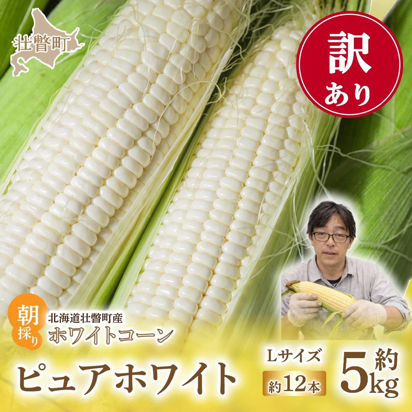 ＜2026年8月中旬頃よりお届け＞【訳あり】【朝採り】ピュアホワイト（ホワイトコーン）Lサイズ以上12本(約5kg)   SBTQ016