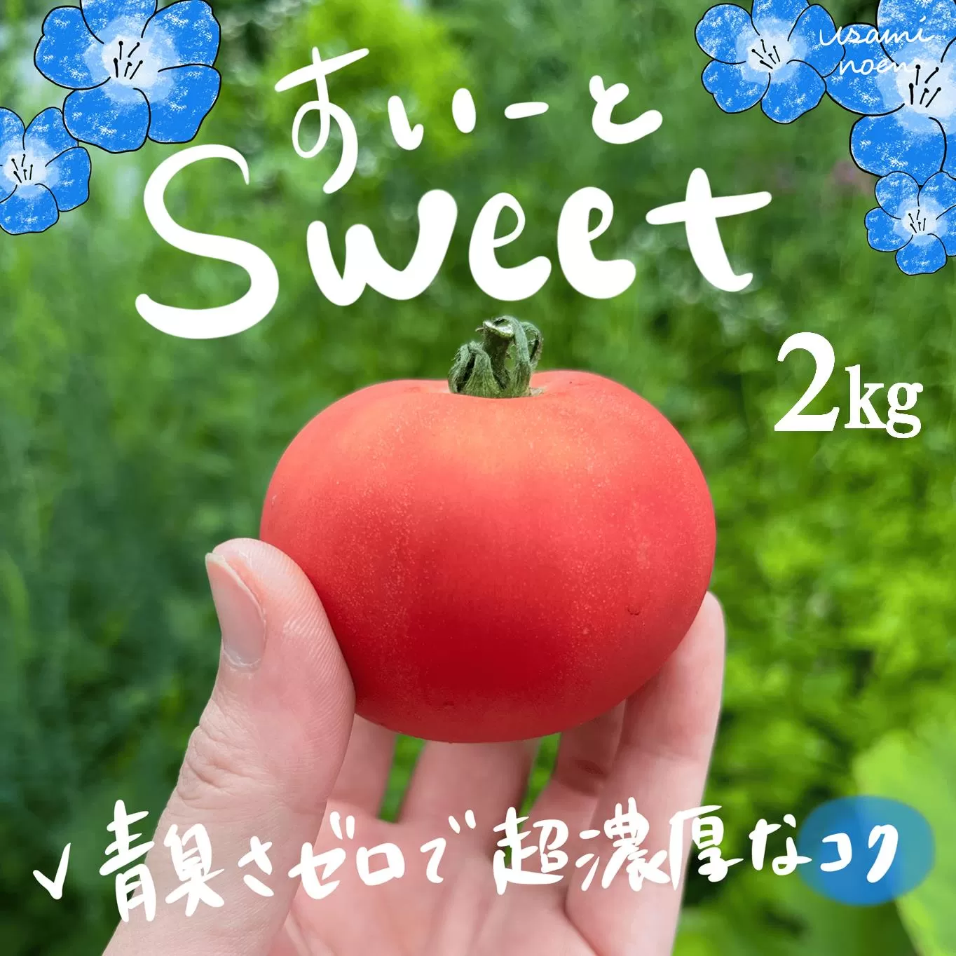 【2026年予約】極旨トマトクール便 北海道壮瞥町産 スイート2kg 中玉トマト SBTAJ018