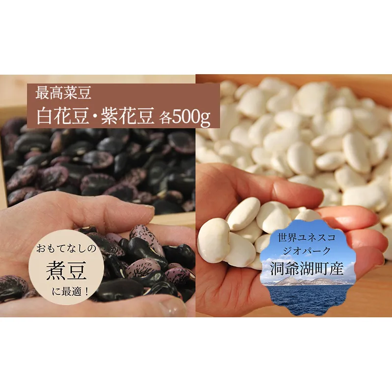北海道 洞爺湖町産 高級菜豆 2種 白花豆 500g 紫花豆 500g 計1kg 12月中旬よりお届け 花豆 豆 マメ まめ 大粒 甘い 北海道産 国産 煮豆 スープ 煮込み料理 常温 お取り寄せ 送料無料 【 洞爺湖町 】