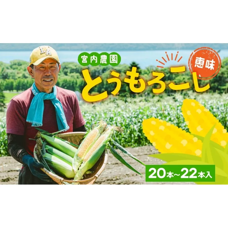 北海道産 とうもろこし 糖度20度以上 恵味 めぐみ 2L 20～22本 7月下旬～8月下旬頃お届け 先行受付 朝採り トウモロコシ スイート コーン 甘い 旬 夏 野菜 新鮮 産地直送 宮内農園 送料無料 洞爺湖町 