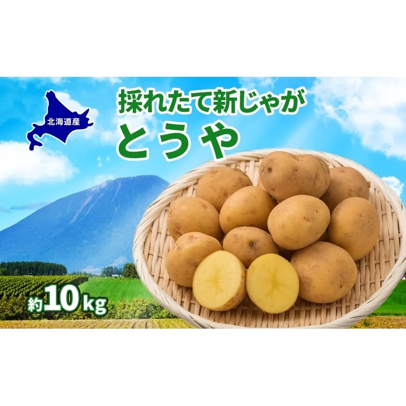 北海道 とうや  L～LM 約10kg 9月中旬より順次出荷 新じゃが じゃがいも ジャガイモ じゃが芋 馬鈴薯 黄爵 芋 いも イモ 旬 野菜 農作物 カレー シチュー肉じゃが 北海道産 丸田農園 送料無料