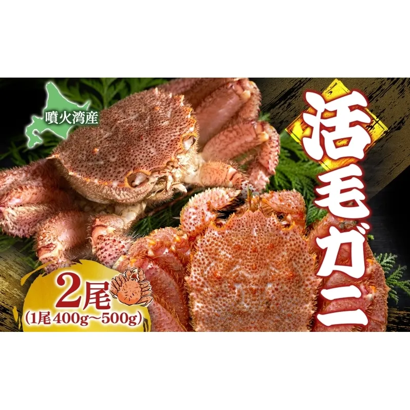北海道 噴火湾産 活毛がに 2尾 （1尾400g～500g） 2025年6月下旬～7月上旬お届け 先行受付 北海道産 旬 新鮮 毛がに かに カニ 蟹 毛ガニ 毛蟹 カニ味噌 天然 噴火湾 産地直送 お取り寄せ 贈答 冷蔵 洞爺湖町