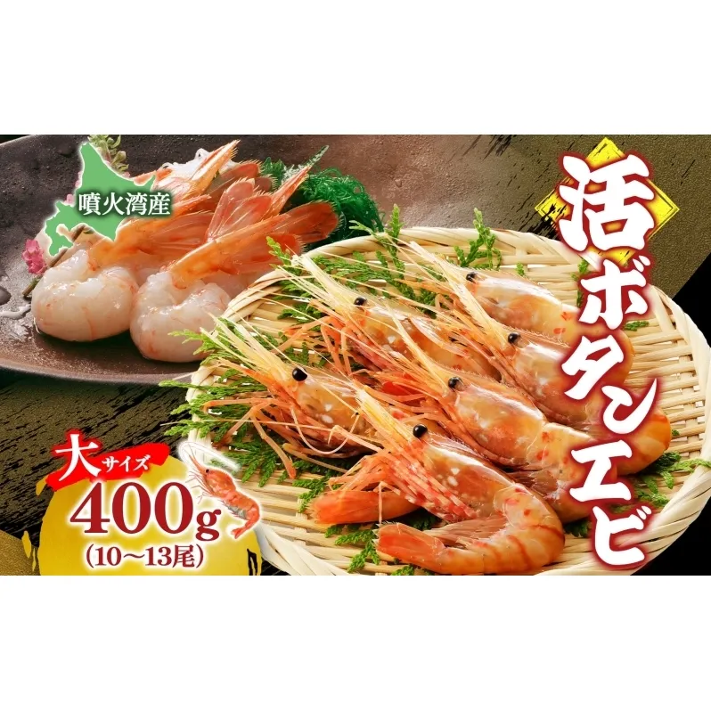 北海道 噴火湾産 活ボタンエビ 大サイズ 400g 10～13尾 2025年9月上旬より順次出荷 ボタンエビ エビ えび 海老 北海道産 旬 ぼたんえび 新鮮 刺身 牡丹海老 海鮮 魚介 甲殻類 味噌汁 鍋 海鮮丼 冷蔵 洞爺湖町