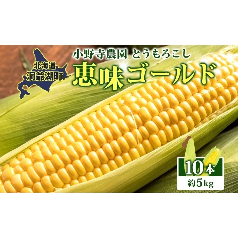 北海道 とうもろこし 恵味ゴールド 約5kg 10本入り 2026年8月11日～8月末頃お届け トウモロコシ コーン 甘い 産地直送 BBQ とうきび 国産 人気 バーベキュー お取り寄せ 北海道産 洞爺湖町 小野寺農園