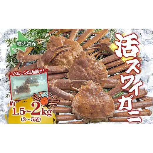 北海道 噴火湾産 活ズワイガニ 約1.5～2kg  （3～5尾） 2025年11月10日まで発送 北海道産 旬 新鮮 ずわいがに ズワイガニ  かに カニ 蟹 カニ味噌 天然 噴火湾 産地直送 お取り寄せ 贈答 冷蔵 洞爺湖町