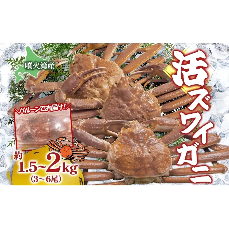 北海道 噴火湾産 活ズワイガニ 約1.5～2kg（3～6尾）2026年3月1日～4月末頃まで発送 北海道産 旬 新鮮 ずわいがに ズワイガニ かに カニ 蟹 カニ味噌 天然 噴火湾 産地直送 お取り寄せ 贈答 冷蔵 洞爺湖町