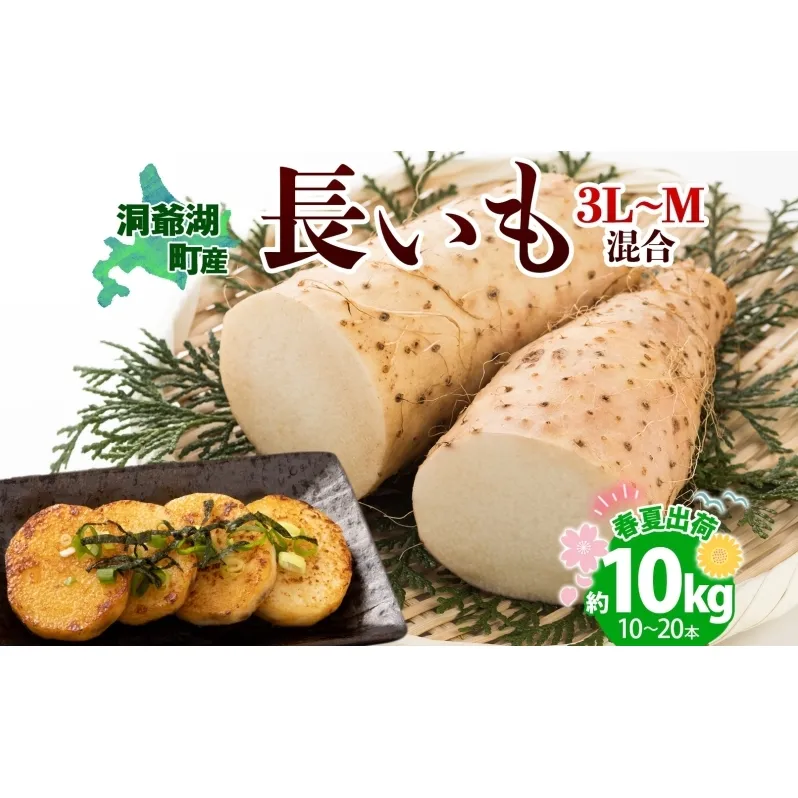 北海道産 長いも 春夏出荷 約10kg 2025年5月上旬～7月下旬お届け 長芋 ながいも とろろ 農作物 野菜 新鮮 根菜  山かけ 産地直送 お取り寄せ 送料無料 冷蔵 北海道 洞爺湖町