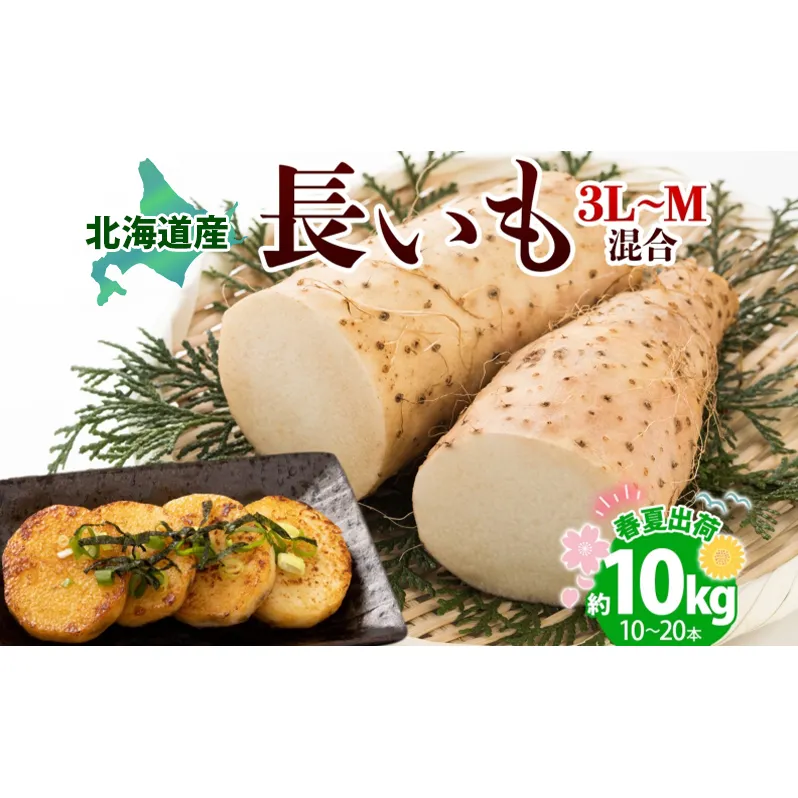 北海道産 長いも 春夏出荷 約10kg 2026年5月上旬～6月下旬頃お届け 長芋 ながいも とろろ 農作物 野菜 新鮮 根菜  山かけ 産地直送 お取り寄せ 送料無料 冷蔵 北海道 洞爺湖町