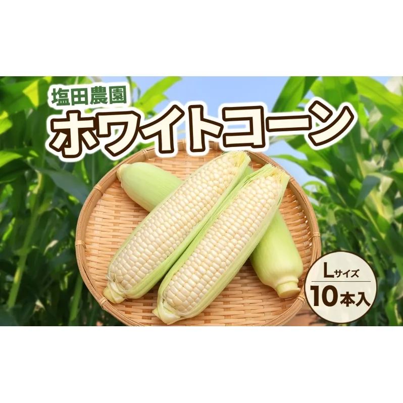 北海道産 白い とうもろこし ピュア ホワイト L 10本 8月中旬～下旬お届け 朝採り トウモロコシ コーン 北海道産 甘い ピュアホワイト 新鮮 先行受付 夏 野菜 産地直送 塩田農園 送料無料 北海道 洞爺湖町 