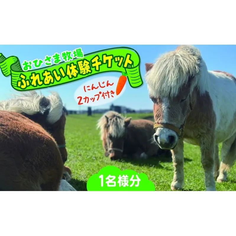 おひさま牧場 ふれあい体験チケット 1名分 にんじん2カップ付き ふれあい チケット ふれあい体験 体験 ミニチュアホース ホース 馬 ふれあい牧場 牧場 体験券 券 ふれあいチケット 動物 北海道 日高町