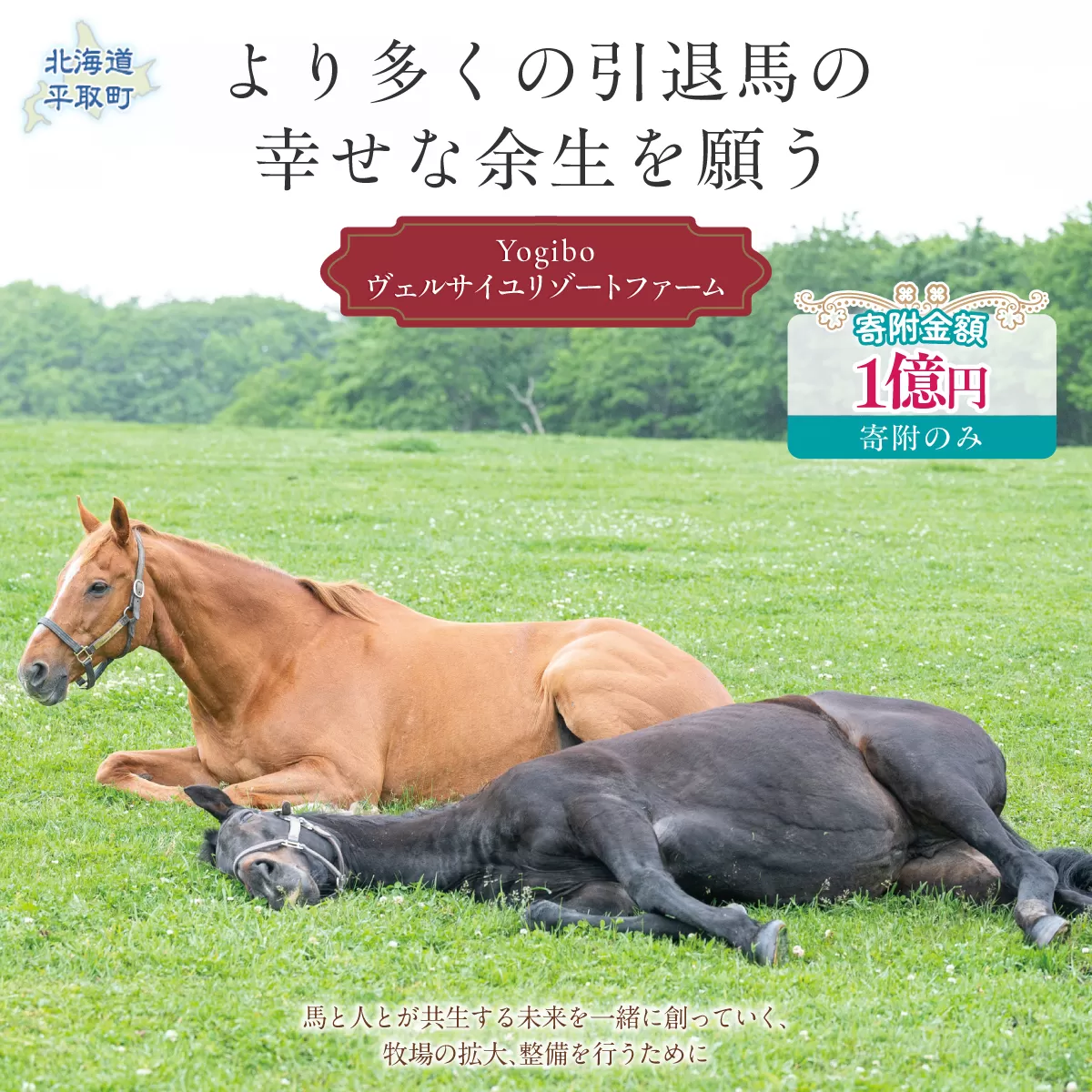 【1億円コース 返礼品無し】より多くの引退馬の幸せな余生を願う　Yogiboヴェルサイユリゾートファーム BRTV024-08