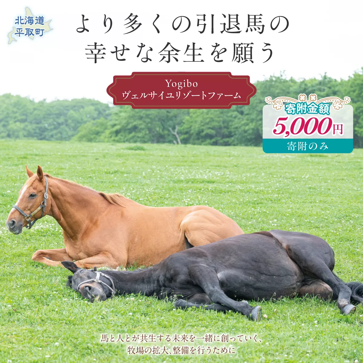 【5千円コース 返礼品無し】より多くの引退馬の幸せな余生を願う　Yogiboヴェルサイユリゾートファーム BRTV024-02