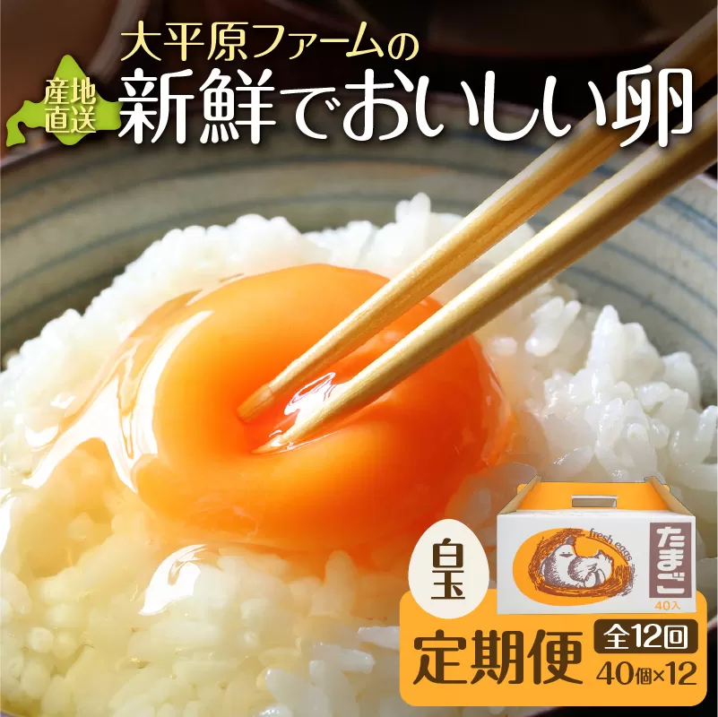 【12回定期便】大平原ファームの新鮮でおいしい卵 計40個(白卵)×12ヶ月【 北海道 清水 卵 480個 こだわり卵 卵かけご飯 玉子 タマゴ 卵焼き TKG 温泉卵 オムレツ ゆでたまご 栄養満点  国産 定期便 】