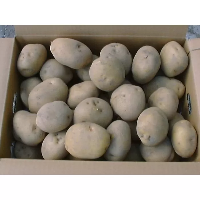 北海道産 じゃがいも 2種食べ比べセット 各5kg（男爵＆キタアカリ）《足寄町》【党崎農場】ジャガイモ じゃがいも 食べ比べ 国産 野菜 ポテト 芋 イモ いも 男爵 キタアカリ きたあかり あしょろ 北海道 [BEAA005]