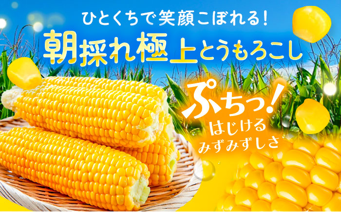 北海道 朝もぎ とうもろこし 10本（恵味ゴールド）《足寄町