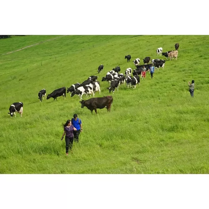 [ペア] 北海道十勝 牧場暮らし・チーズ造り 体験ツアー[足寄町] [Slow Travel HOKKAIDO] 北海道旅行 体験 チーズ 牧場 見学 ツアー 体験型 旅 旅行 牧場見学 [BEAY002]