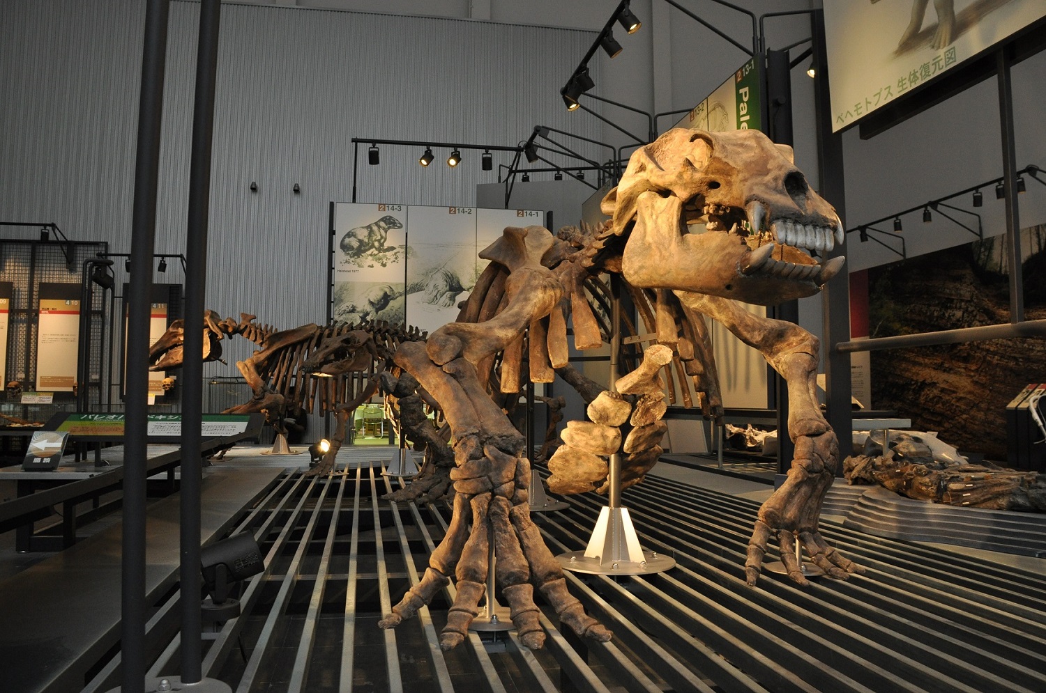 足寄動物化石博物館