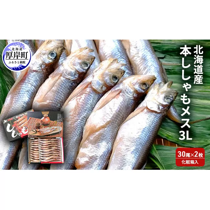 北海道産 本ししゃも メス 3Lサイズ 30尾×2枚 (合計60尾) 化粧箱入 魚貝類 干物 