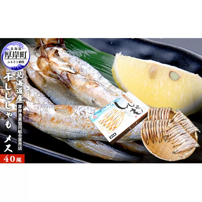 北海道産 干ししゃも メス40尾  北海道 干物 ひもの 魚 ししゃも シシャモ