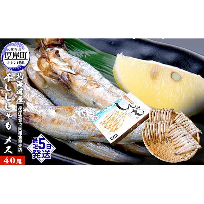 北海道産 干ししゃも メス40尾  北海道 干物 ひもの 魚 ししゃも シシャモ 魚貝類 