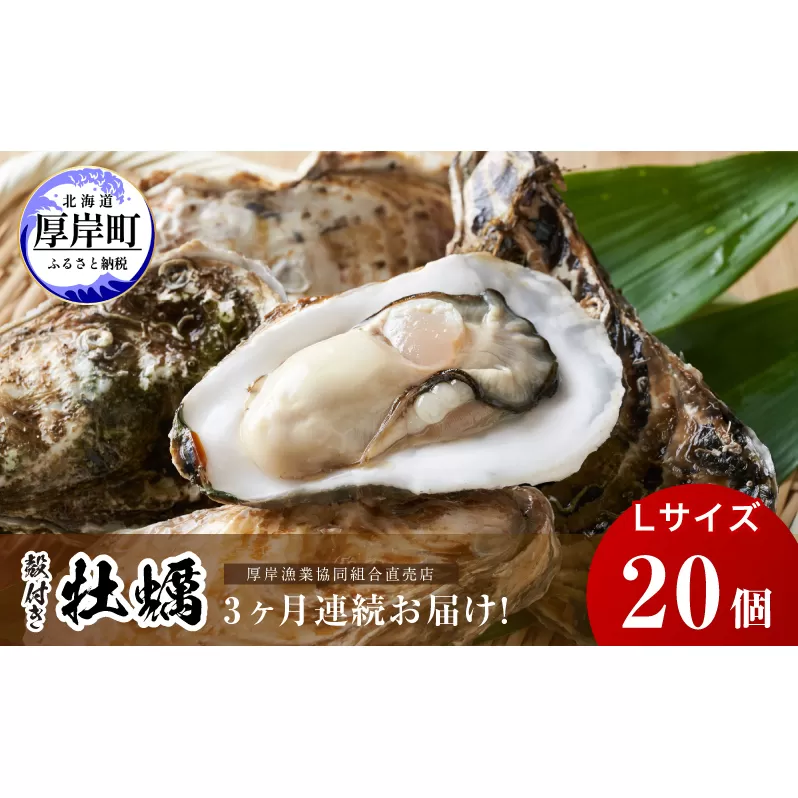 定期便 3ヶ月 北海道 厚岸産 牡蠣 Lサイズ 20個 (各回20個×3ヶ月分,合計60個) 殻付き 生食 カキナイフ付き かき カキ