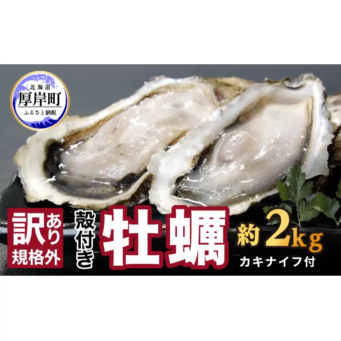 訳あり ハーフ 規格外 牡蠣 北海道厚岸産 殻付カキ 約2kg（11～25個）カキナイフ付 生食