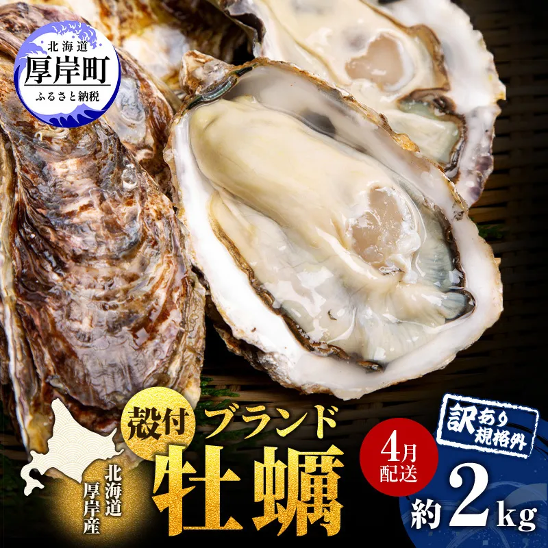 4月配送 訳あり ハーフ 規格外 牡蠣 北海道厚岸産 殻付カキ 約2kg（11～25個）カキナイフ付 生食 魚貝類 生牡蠣 かき 生カキ カキフライ マルえもん いびつな形 四季によって違う味わい コクがあり濃厚