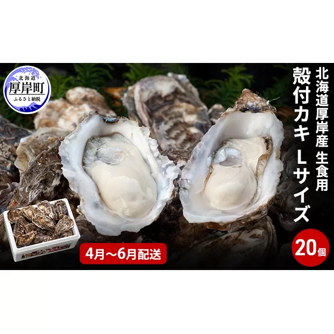 2025年4月～6月配送 厚岸産　殻付カキ Lサイズ20個（生食用）牡蠣