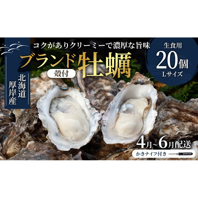 2026年4月～6月配送 厚岸産　殻付カキ Lサイズ20個（生食用）牡蠣 魚貝類 海鮮 海の幸 生食用牡蠣 オイスター 厚岸産生牡蠣 マルえもん