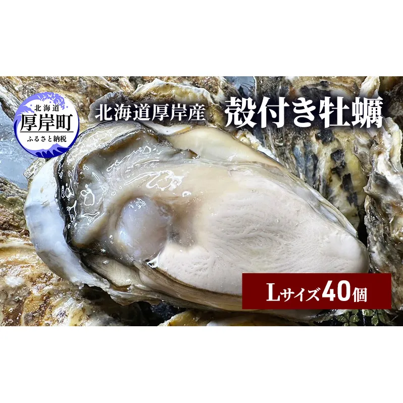 北海道 厚岸産 殻付き 牡蠣 Lサイズ 40個