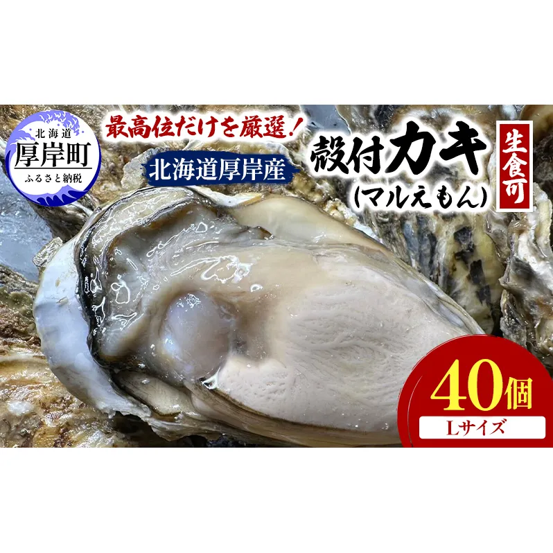 北海道 厚岸産 ブランド牡蠣 マルえもん 殻付き 牡蠣 Lサイズ 40個 【光輝】 [ 魚貝類 生牡蠣 海鮮 海の幸 生食用牡蠣 生食用 生食用殻付き牡蠣 濃厚 甘み  オイスター ]
