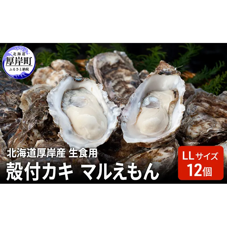 北海道厚岸産 生食用 殻付カキ LLサイズ  12個　マルえもん 魚貝類 海の幸 海のミルク 海鮮 国産 北海道産 オイスター つまみ お酒 あて 肴 生牡蠣 メルマガ掲載商品1