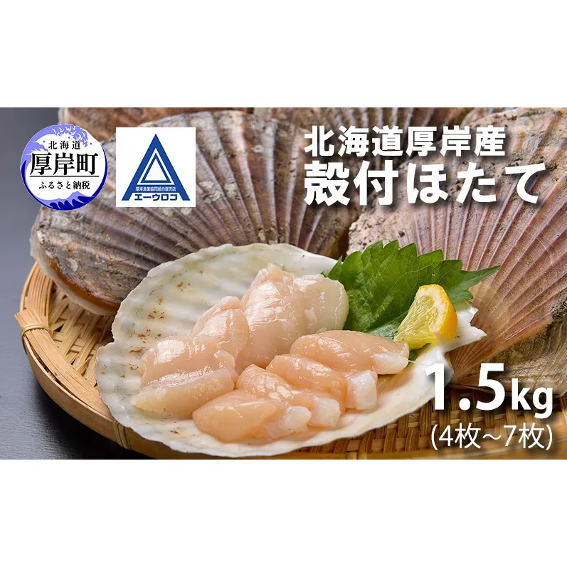 新鮮 北海道 厚岸産 殻付ほたて 1.5kg(4枚～7枚) [ ホタテ 帆立 ほたて 産地直送 貝 バーベキュー ]