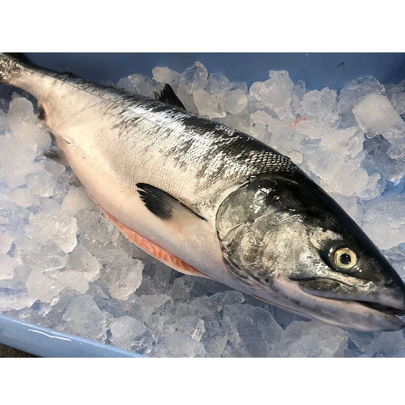 北海道 厚岸産 生時しらず 1本 1.5kg前後 [ 鮭 サケ 時鮭 時サケ 魚 産地直送 ]