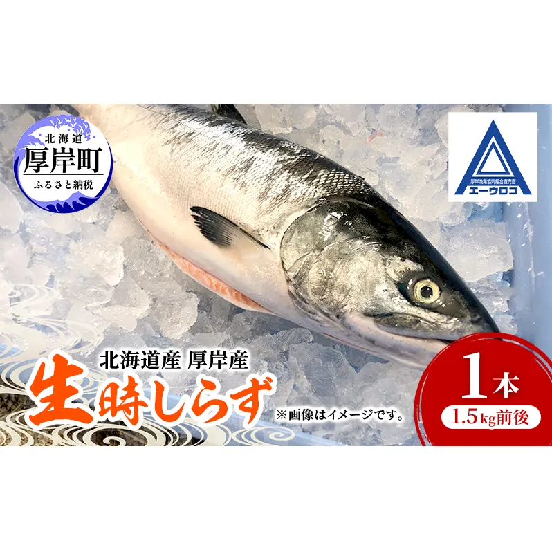 北海道 厚岸産 生時しらず 1本 1.5kg前後 [ 鮭 サケ 時鮭 時サケ 魚 産地直送 ]