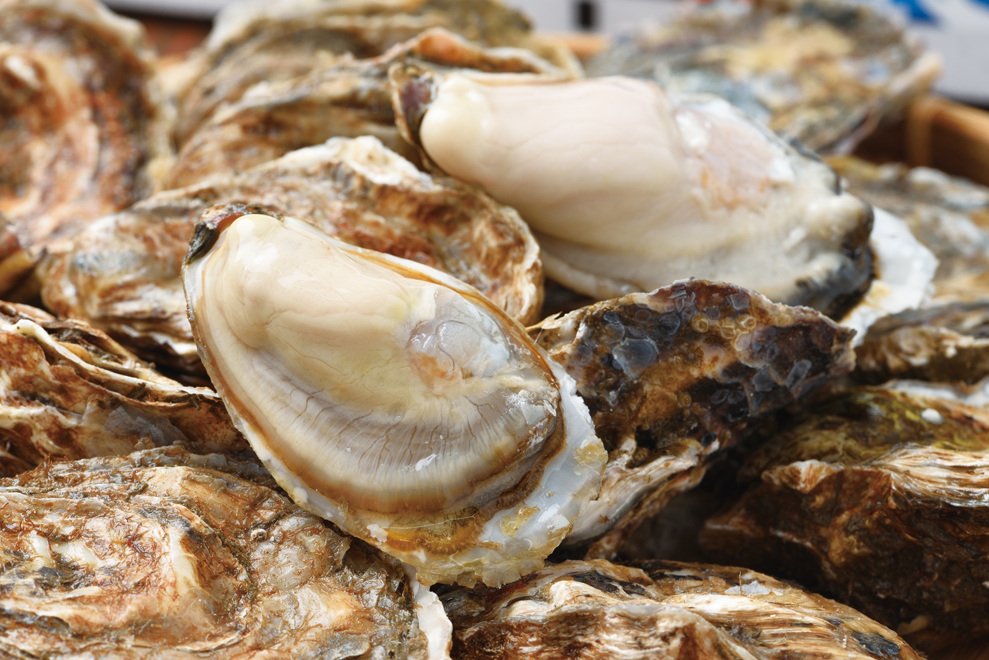 国内で唯一通年生食可能！厚岸の誇るブランド牡蠣