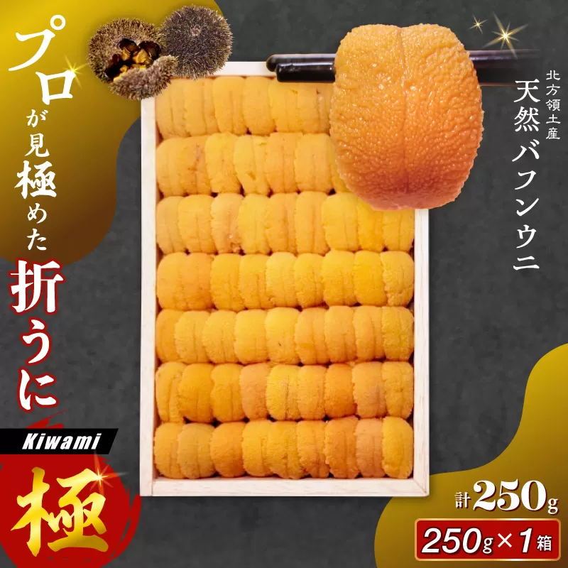 ≪プロ厳選≫最高級折うに(極)計250g うに ウニ 雲丹 折うに 海鮮 海産物 北海道 浜中町 ふるさと納税 人気_H0014-100
