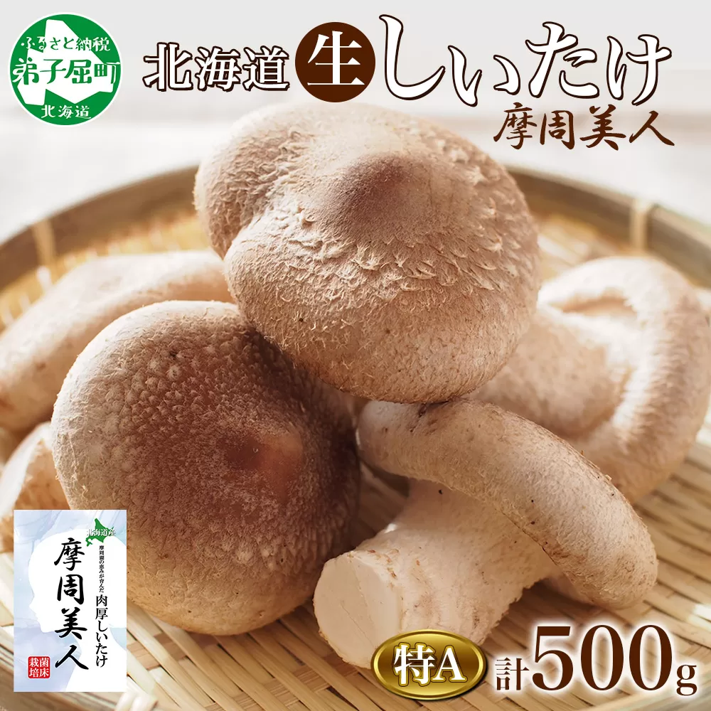 1803. しいたけ 特A 秀品 2パック 計500g 摩周美人 シイタケ 椎茸 生しいたけ きのこ キノコ 菌床栽培 大粒 肉厚 BBQ バーベキュー 送料無料 北海道 弟子屈町 5000円