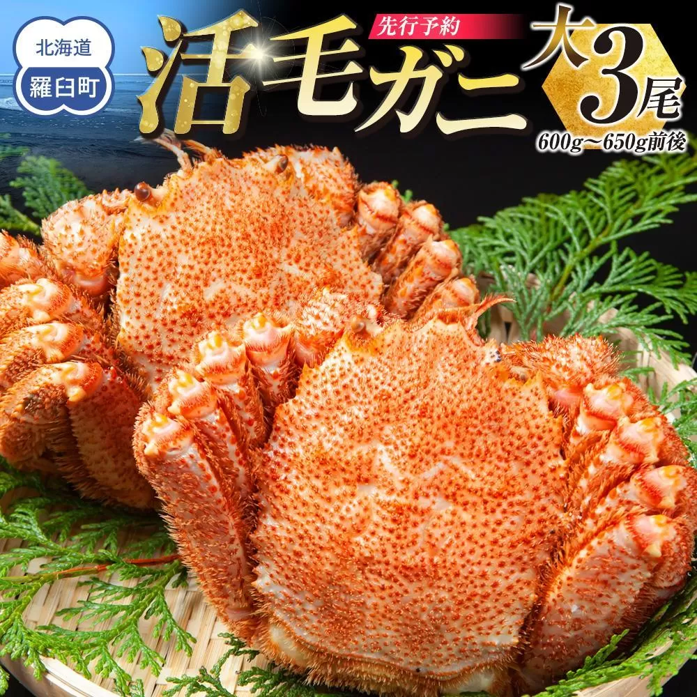 【先行予約/2026年4月発送開始】活毛ガニ 大3尾(600g~650g前後)