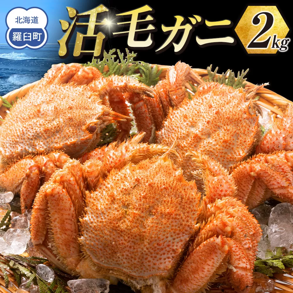【先行予約/2026年4月発送開始】活毛ガニ　２kg　300g～500g　４～６尾