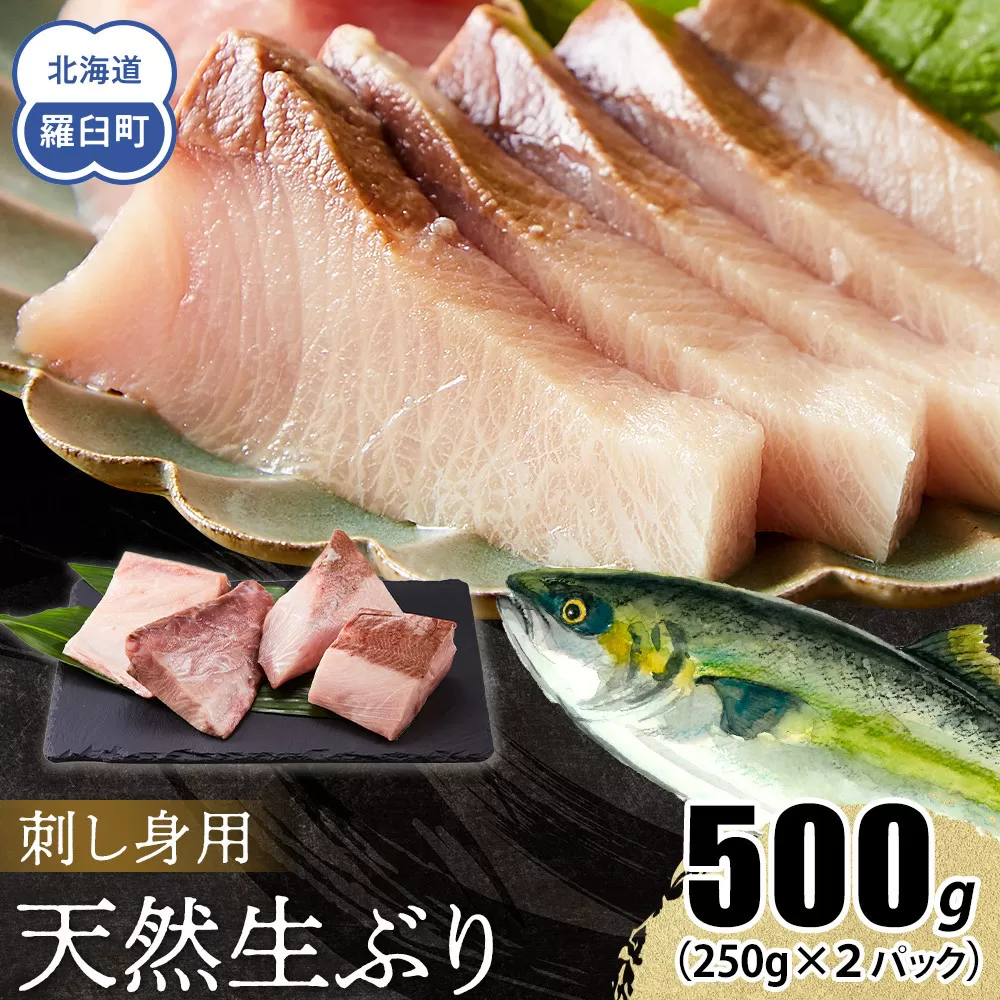【2026年1月発送】北海道 知床羅臼産 天然ぶり刺身 500g (250g×2パック) 魚 海産物 魚介 魚介類 ブリ 鰤 刺身 ご飯のお供 冷凍 生産者 支援 応援