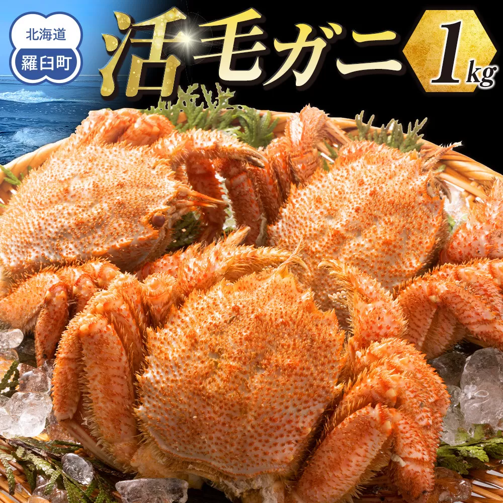 【先行予約/2026年4月発送開始】活毛ガニ　１kg　300g～500g　２～３尾