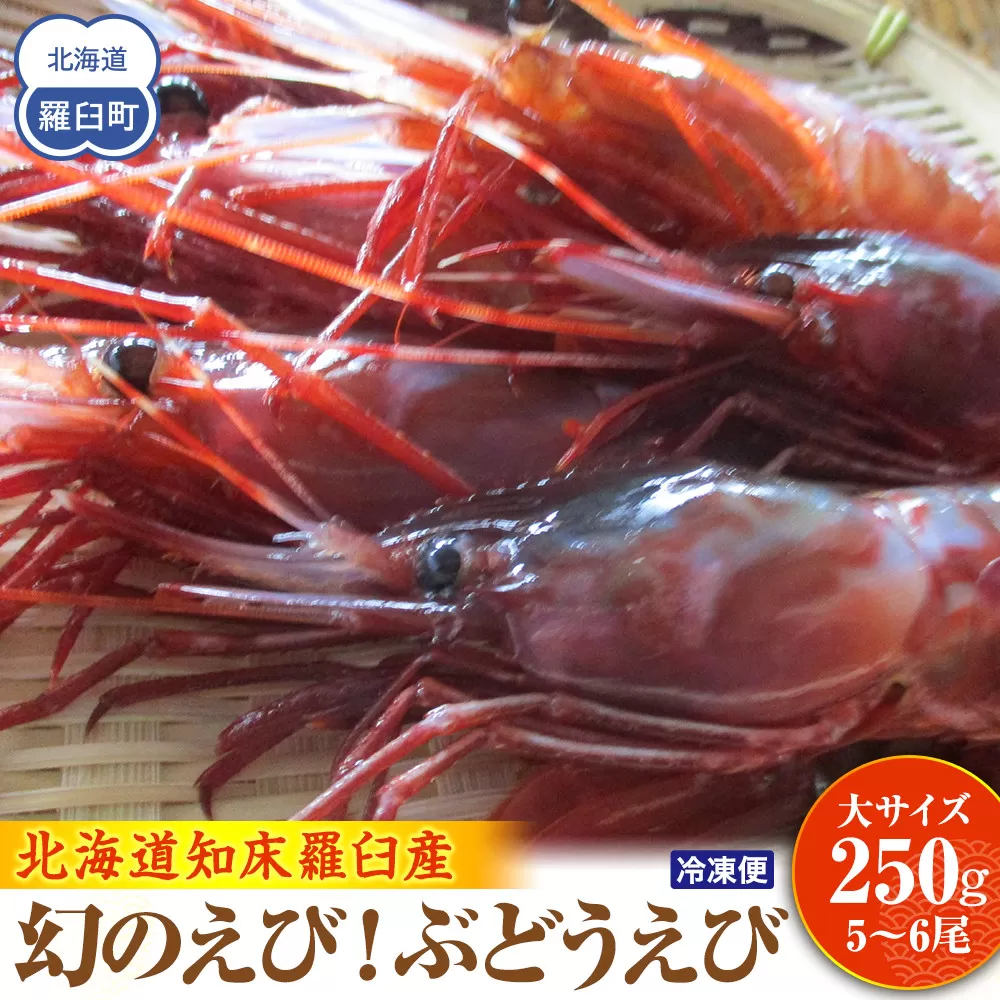 幻のえび！北海道 知床 羅臼 ぶどうえび（大・250g /5～6尾）エビ 海老 ブドウエビ 羅臼町 北海道 魚介類 魚介 海産物 冷凍 生産者 支援 応援