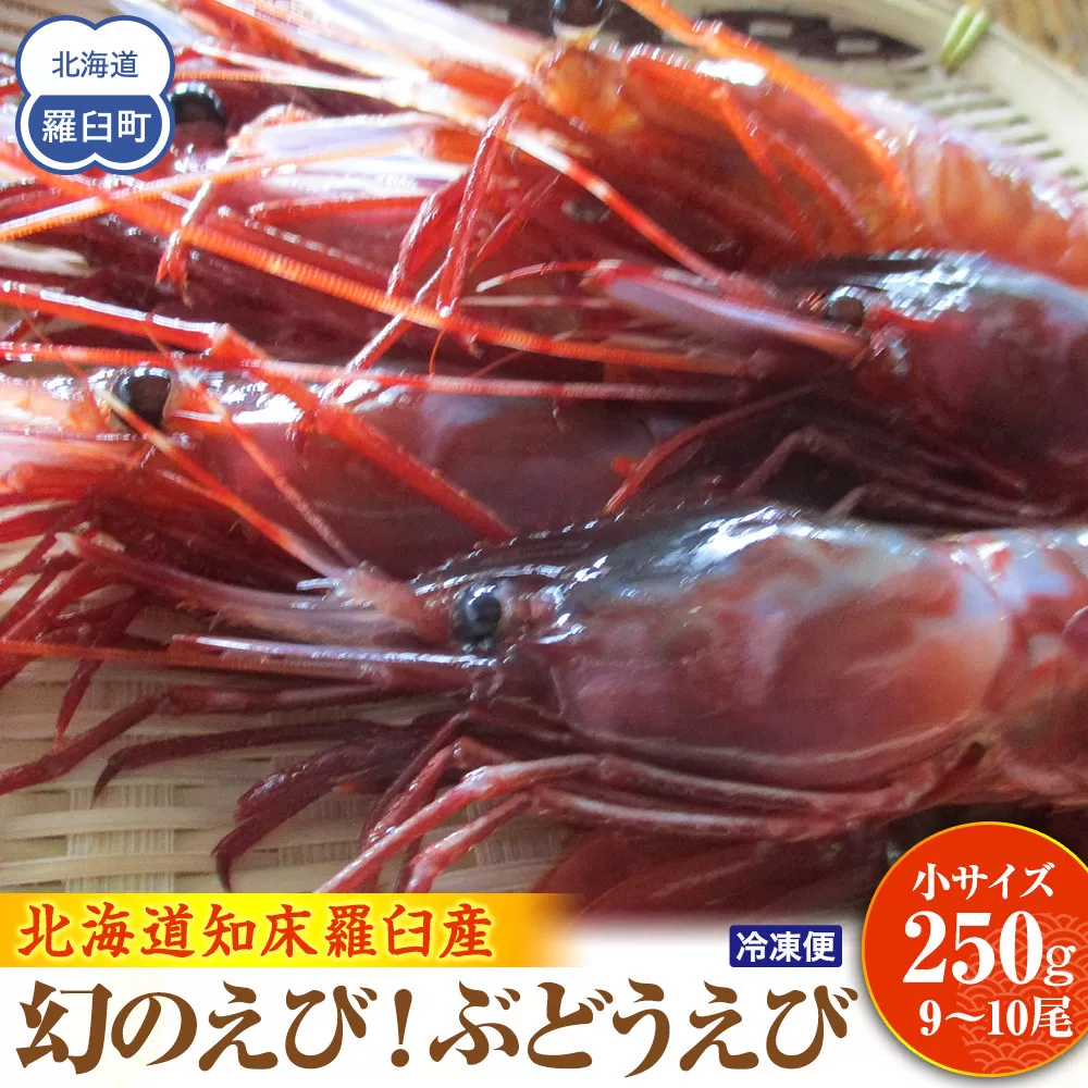 幻のぶどうえび（小・250g / 9～10尾前後） エビ 海老 刺身 海鮮 羅臼町 北海道 海産物 魚介 魚介類 生産者 支援 応援
