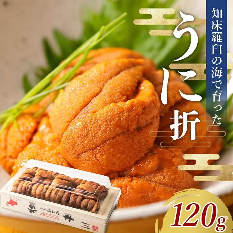 【先行/2026年1月より発送】知床羅臼町産 折ウニ 中 120g×1 北海道知床羅臼産 天然 エゾバフンうに 雲丹 おかず ご飯のお供