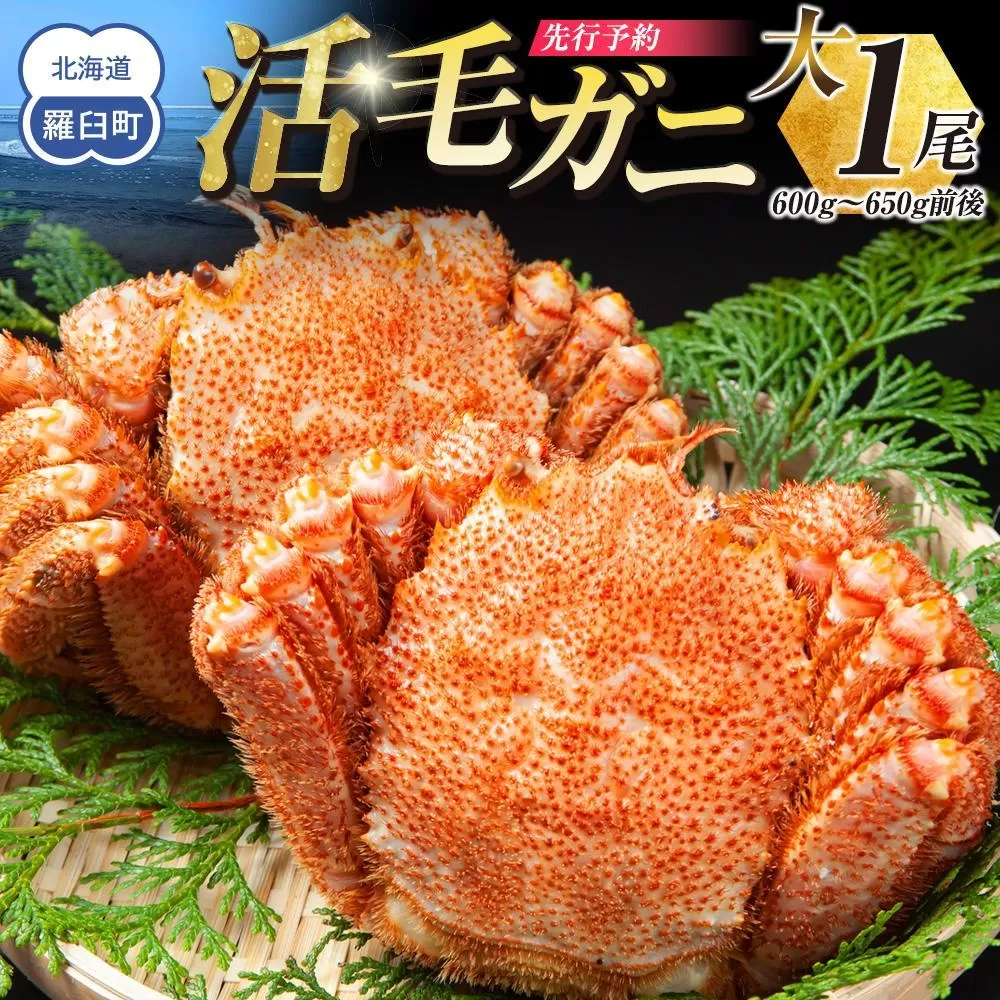  【先行予約/2026年4月発送開始】活毛ガニ　大１尾（600g～650g前後）