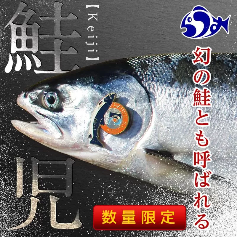 知床羅臼産 幻の鮭児 1.7kg 生産者 支援 応援
