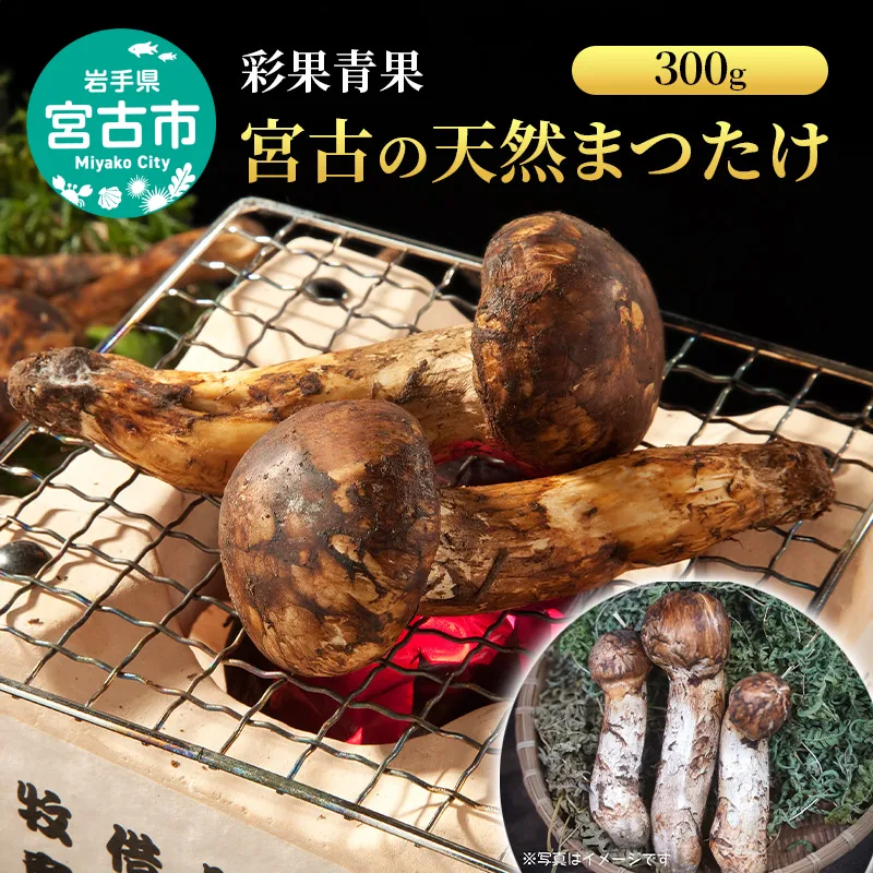 宮古の天然まつたけ300g 宮古産 まつたけ 天然まつたけ きのこ 野菜 贈答用 木箱